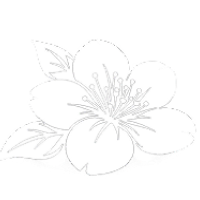 花桃